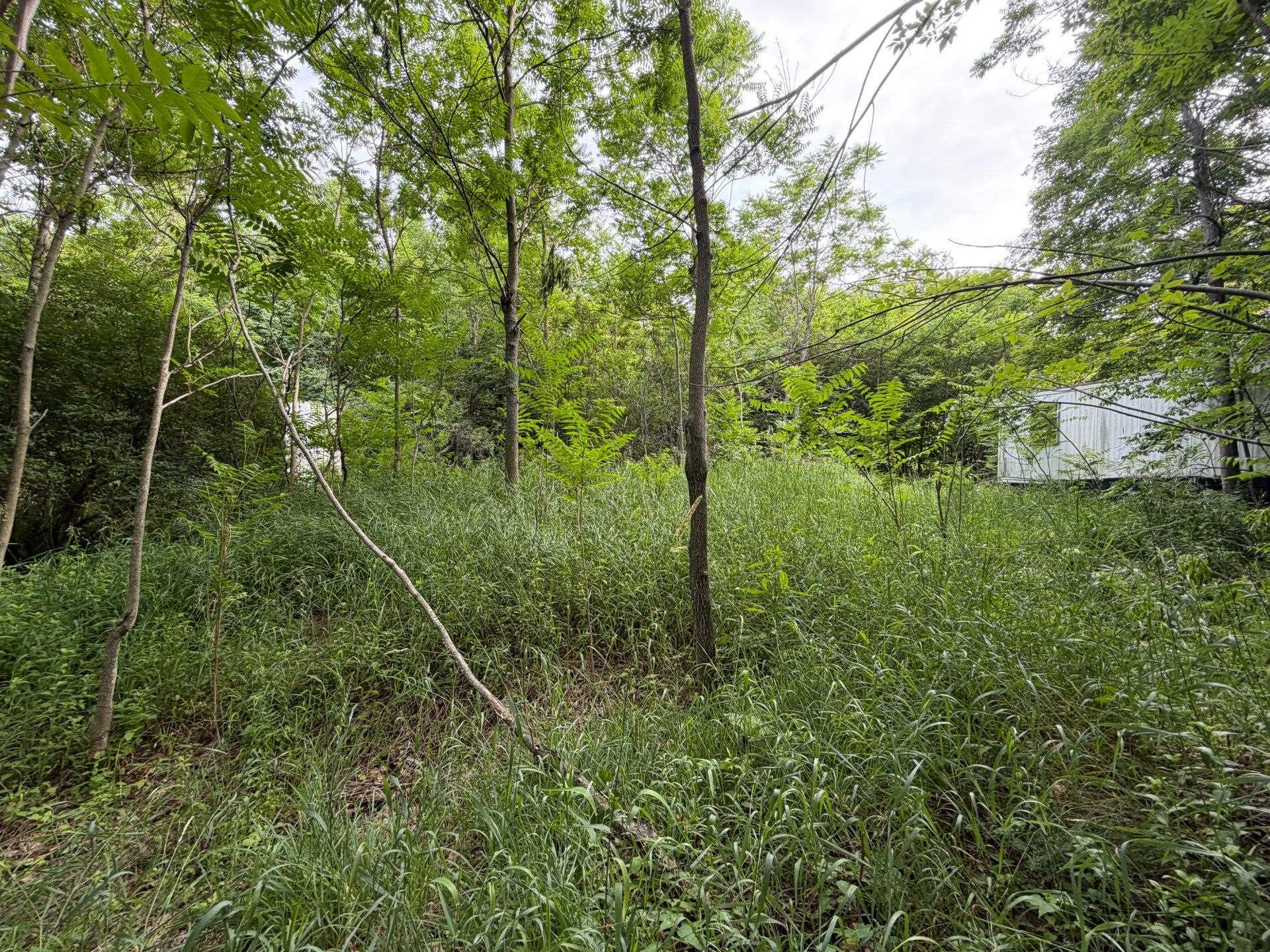 Tbd Wangeman Road East Jordan, MI 49727 - Photo 8 of 14 1949289-97cd06c3-261b-4983-b707-d0b6ea4f1a63.JPG