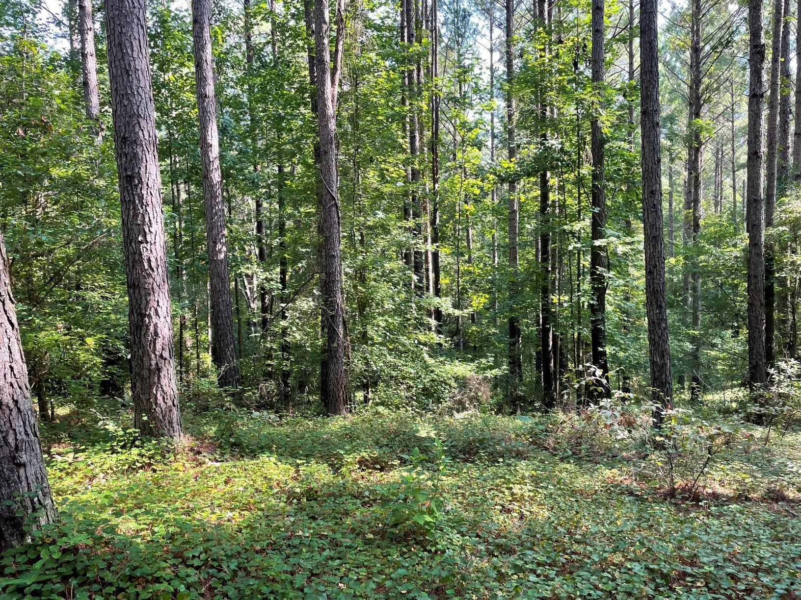 1341 Riverwalk Road Bishop, GA 30621 - Photo 1 of 1 a view of a forest that has large trees