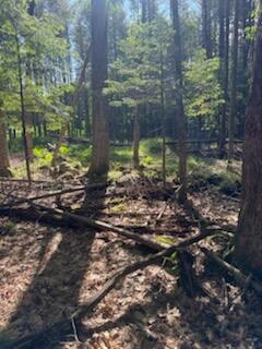 0 Tuttle Lane Bridgton, ME 04009 - Photo 11 of 23 IMG_5015