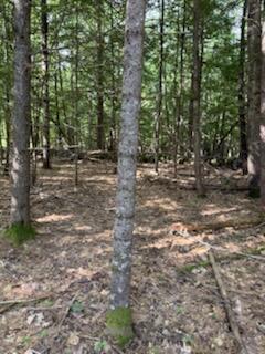 0 Tuttle Lane Bridgton, ME 04009 - Photo 9 of 23 IMG_5013