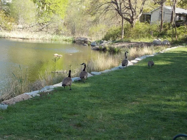 a view of a lake in middle of a forest