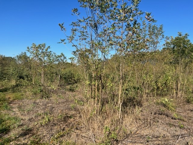 71 East Talco, TX 75487 - Photo 12 of 33