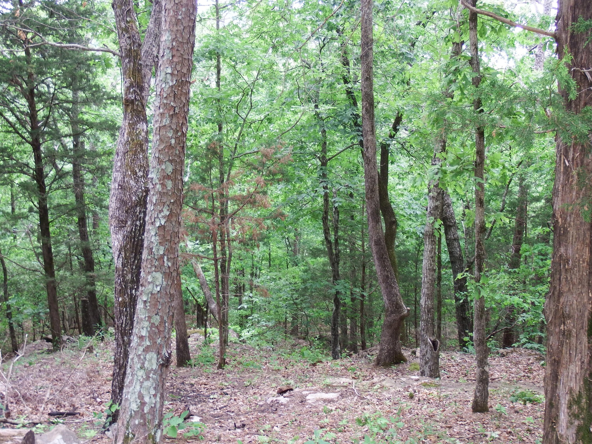 25 Bluffs Road North Guild, TN 37340 - Photo 14 of 25 Gallery Image 14