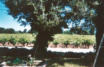 View from house
