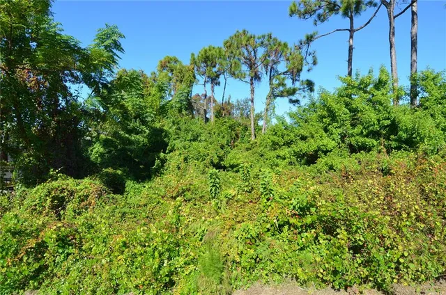 a view of a garden with a flower
