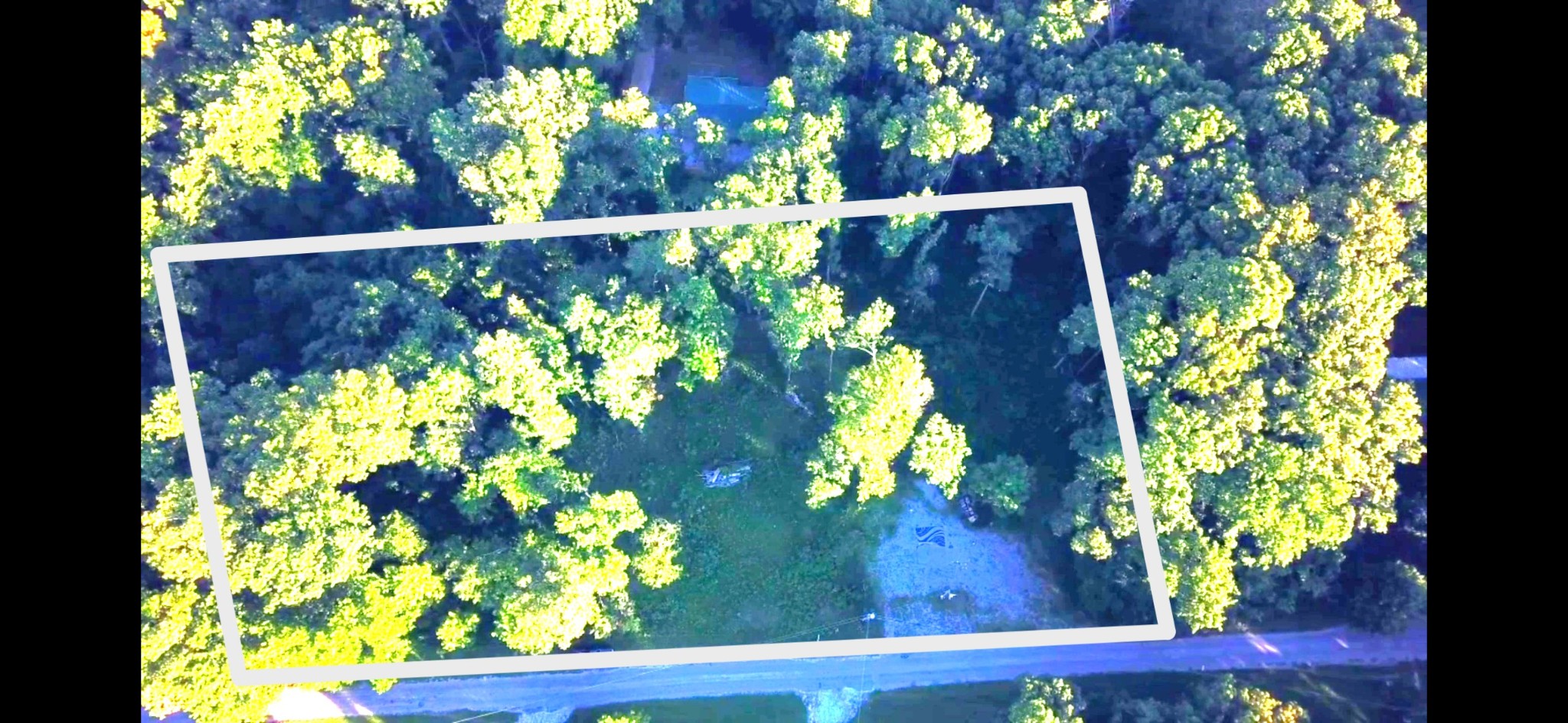 a view of a tree with a flower