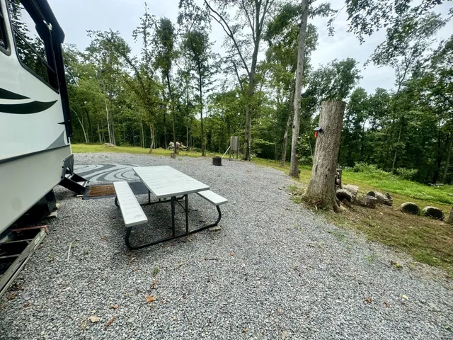 a view of a backyard with large trees