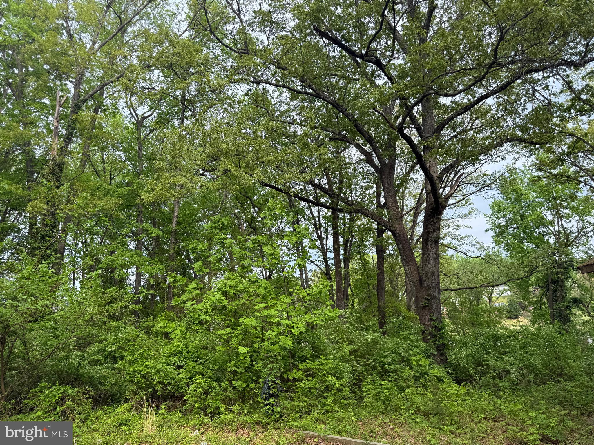 4109 Meyers Road Triangle, VA 22172 - Photo 7 of 8 a view of forest