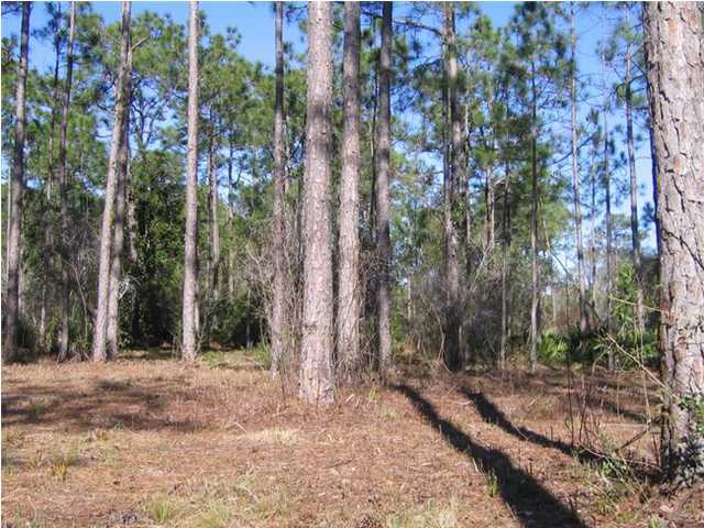 103 Central 6th Street Santa Rosa Beach, FL 32459 - Photo 1 of 5 a view of backyard with trees