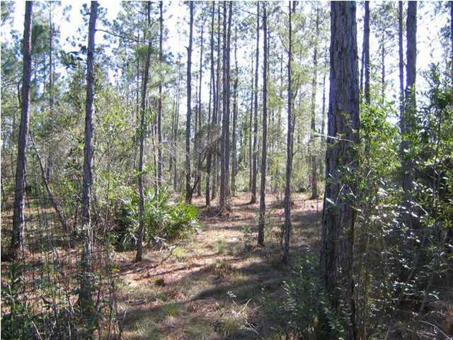 103 Central 6th Street Santa Rosa Beach, FL 32459 - Photo 3 of 5 a view of forest