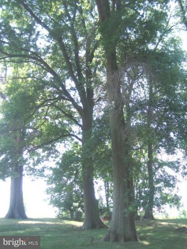 4249 Holly Point Road Edgewater, MD 21037 - Photo 11 of 30 Wooded View / Acreage