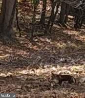 410 Wharf Road, Unit RIVER Bensalem, PA 19020 - Photo 56 of 62 fox in backyard