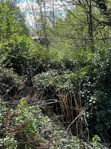 a view of a plants and trees in a yard