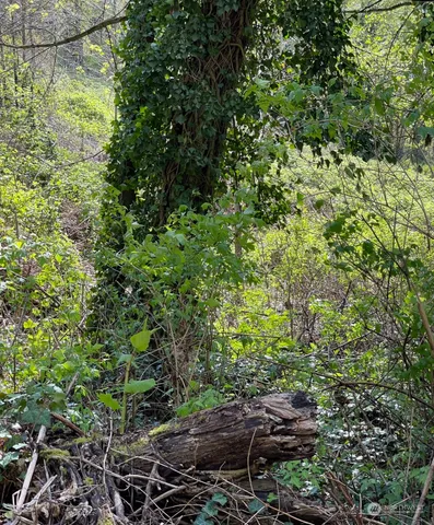 a view of a yard with a tree