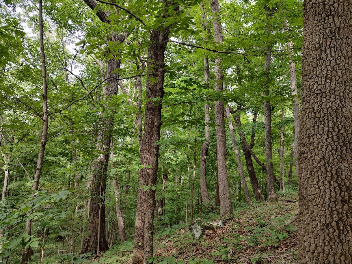 1818 Lizard Creek Road Shawsville, VA 24162 - Photo 55 of 62 12