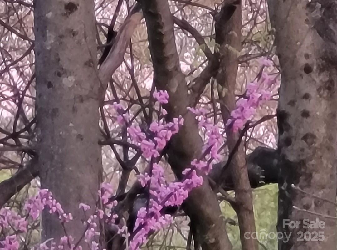 3333 Roberta Road Concord, NC 28027 - Photo 41 of 47 a outdoor view of a house with a yard and covered with snow