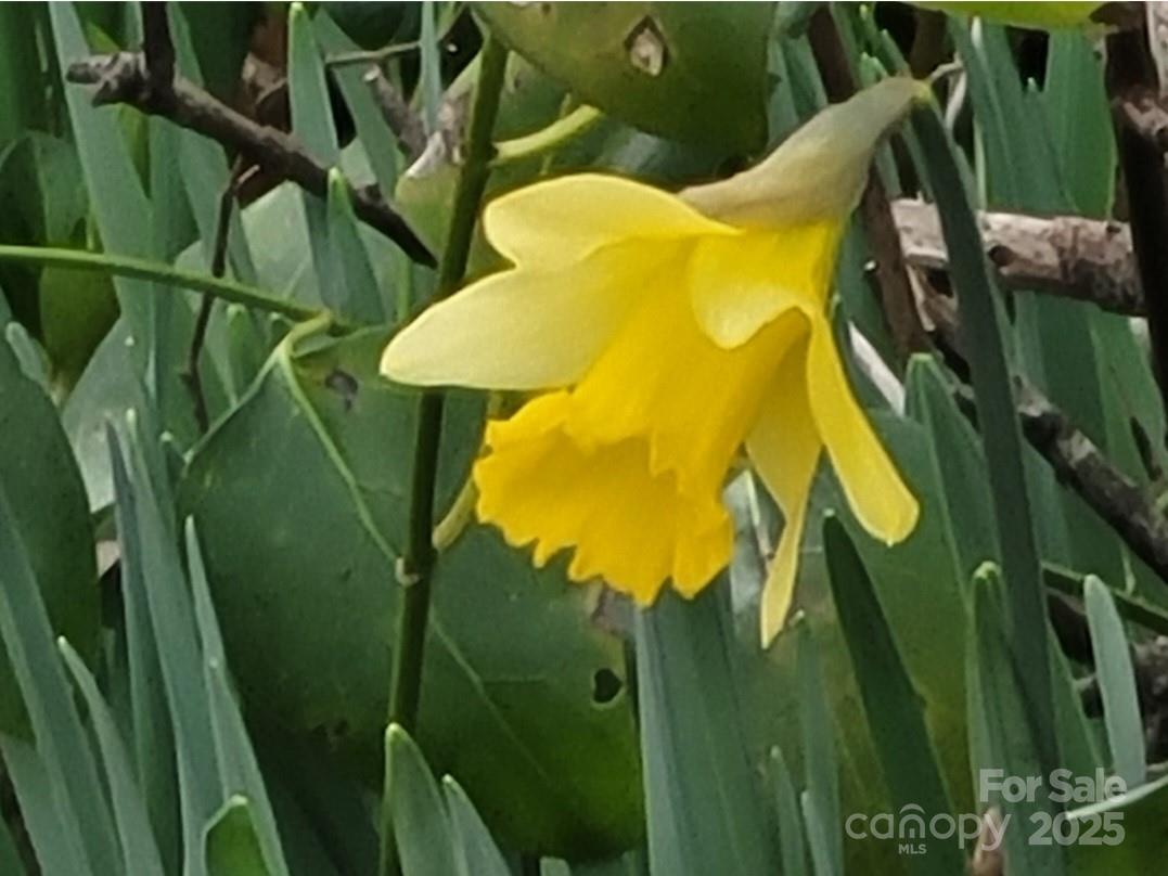 3333 Roberta Road Concord, NC 28027 - Photo 43 of 47 a view of a garden