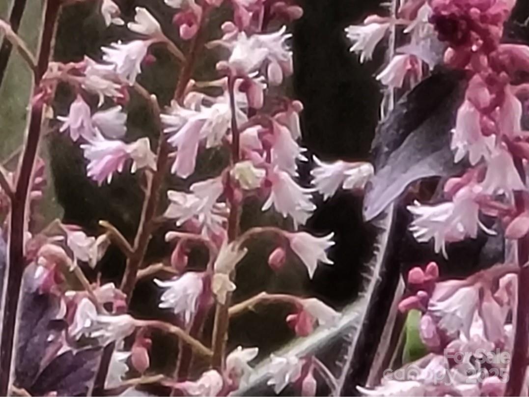 3333 Roberta Road Concord, NC 28027 - Photo 44 of 47 a picture of flowers