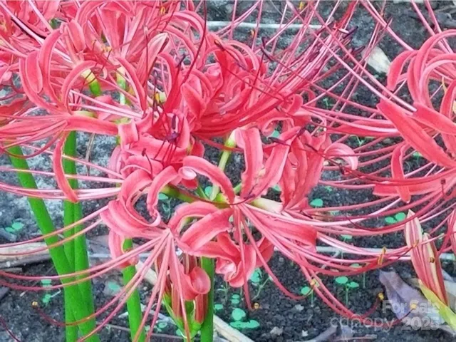 $329,900 | 3333 Roberta Road, Concord, NC 28027