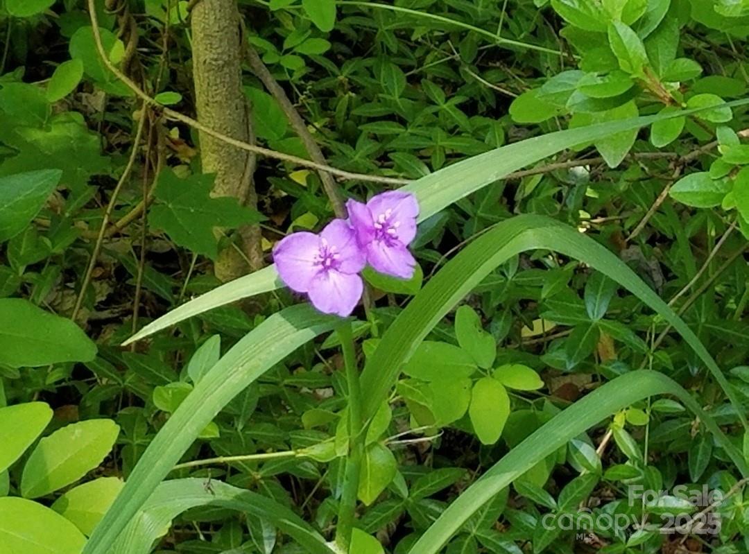 3333 Roberta Road Concord, NC 28027 - Photo 47 of 47 a view of a flower