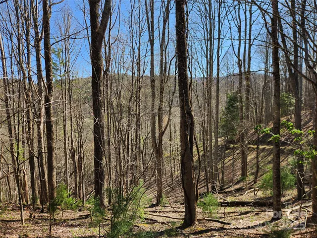 a view of a yard with plants