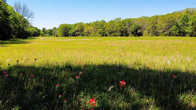 a view of a yard with a tree