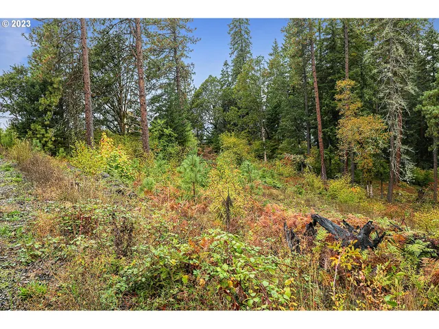 a open area with a forest in the back