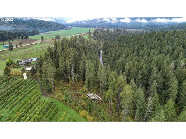 a black and white photo of a forest