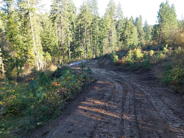 a view of a yard with plants and trees
