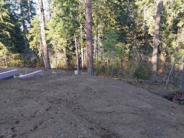 a view of a forest with trees