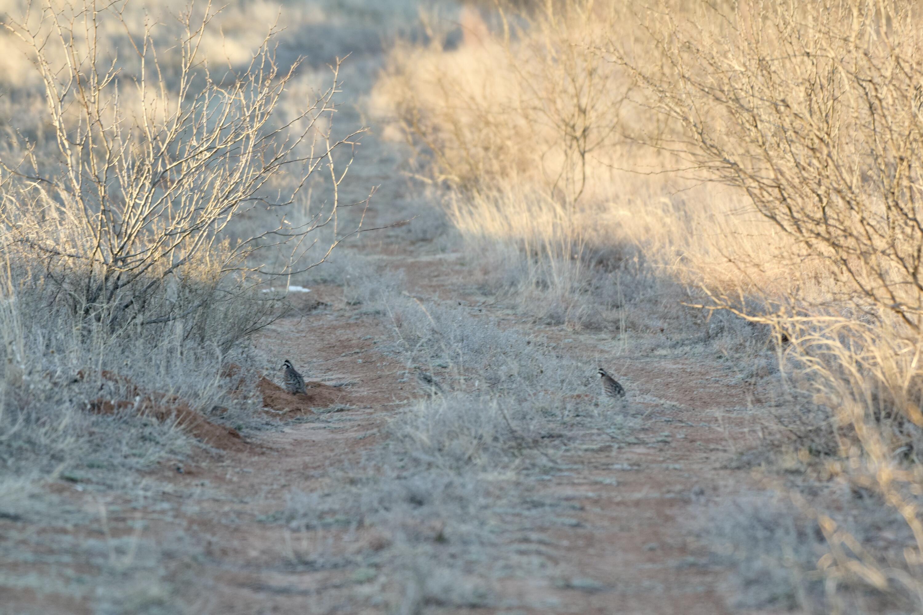Fm657 Lakeview, TX 79239 - Photo 35 of 57 tempImageGbo7GY