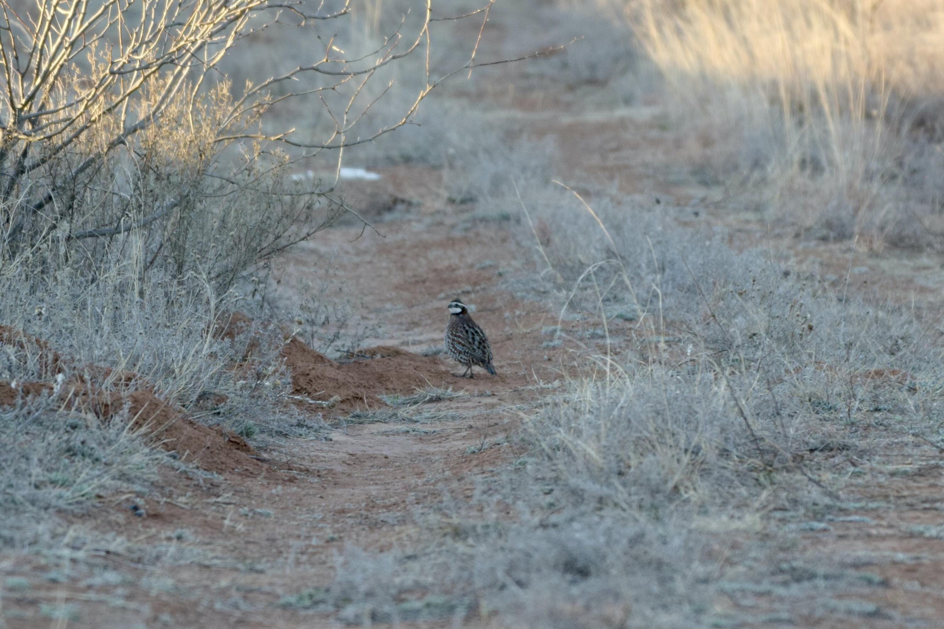 Fm657 Lakeview, TX 79239 - Photo 36 of 57 tempImageQ3wGz3