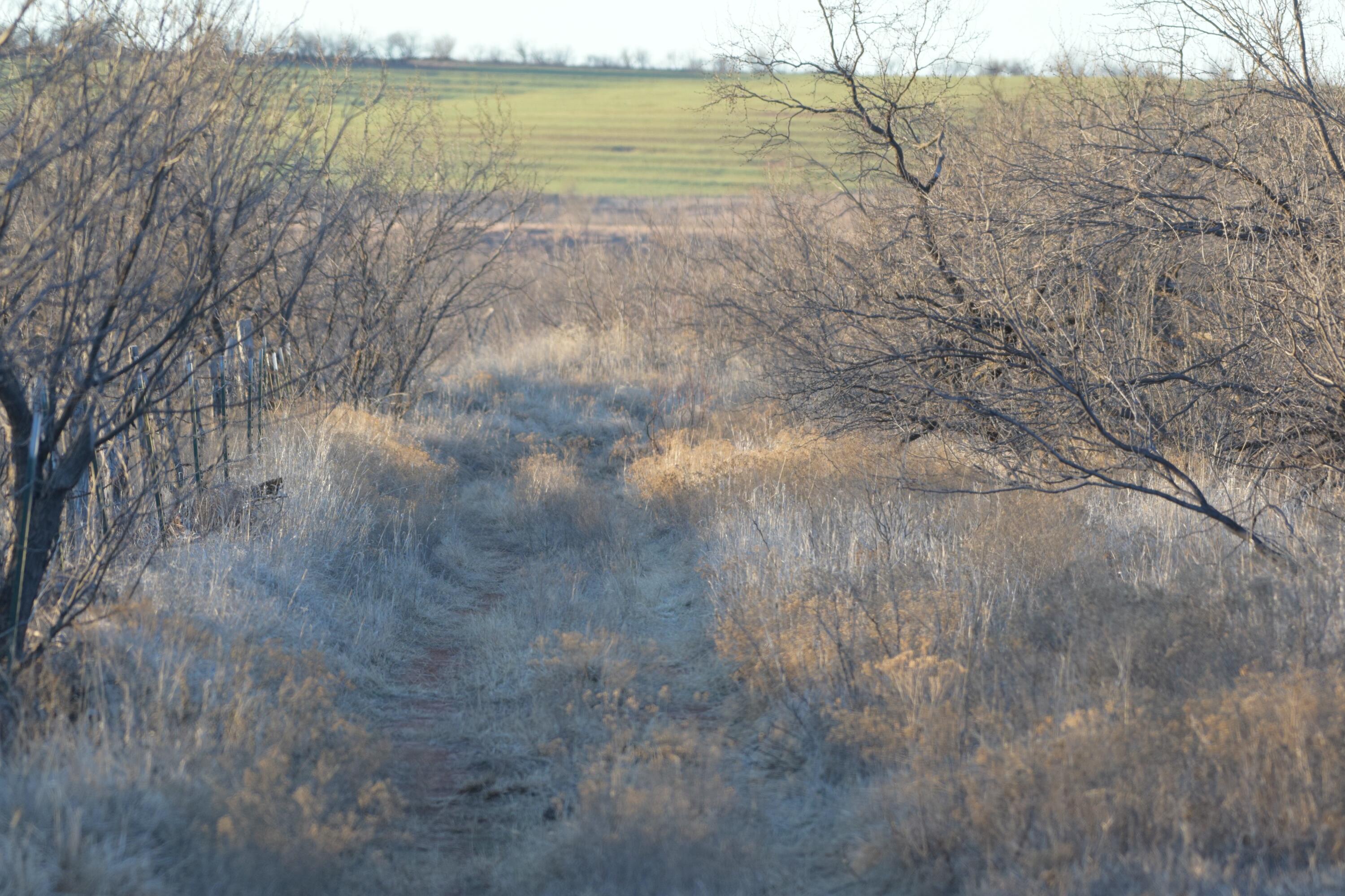 Fm657 Lakeview, TX 79239 - Photo 37 of 57 tempImageOEul6F
