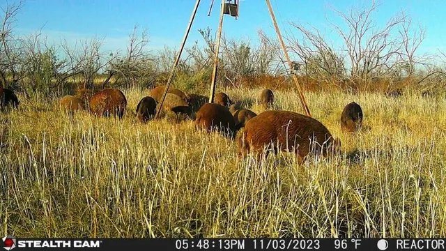 $475,824 | Fm657, Lakeview, TX 79239