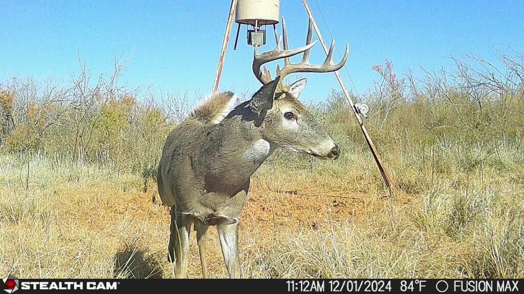 Fm657 Lakeview, TX 79239 - Photo 51 of 57 tempImagebne4Tq