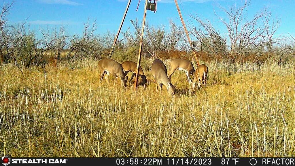 Fm657 Lakeview, TX 79239 - Photo 53 of 57 tempImagei1SwEH