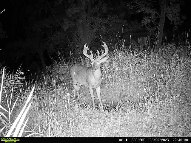 W16875 State Highway 95 Springfield, WI 54659 - Photo 22 of 22 Trail Cam Footage