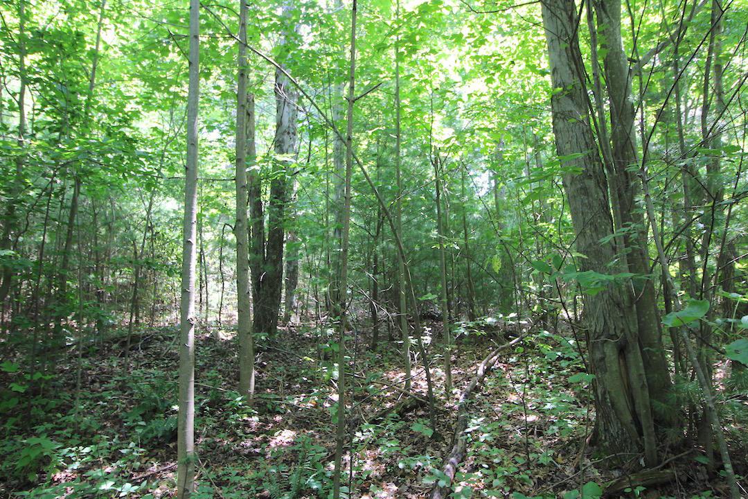 34187 Mt Hope Ridge Road Graysville, OH 45734 - Photo 28 of 51