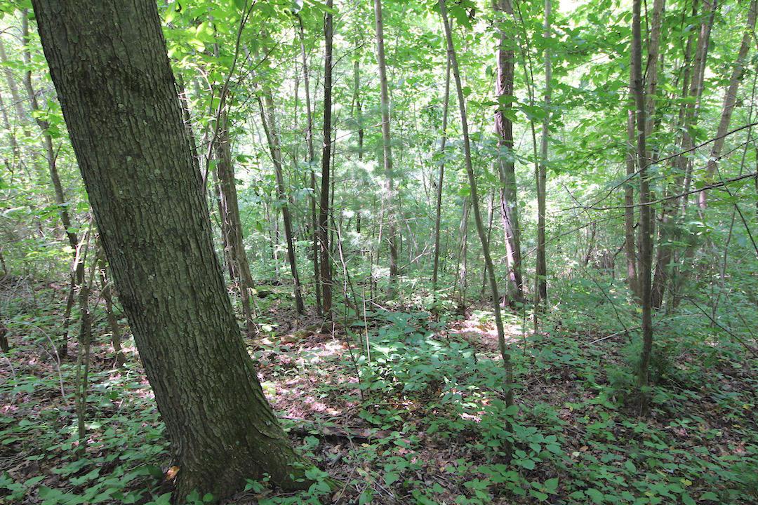 34187 Mt Hope Ridge Road Graysville, OH 45734 - Photo 29 of 51