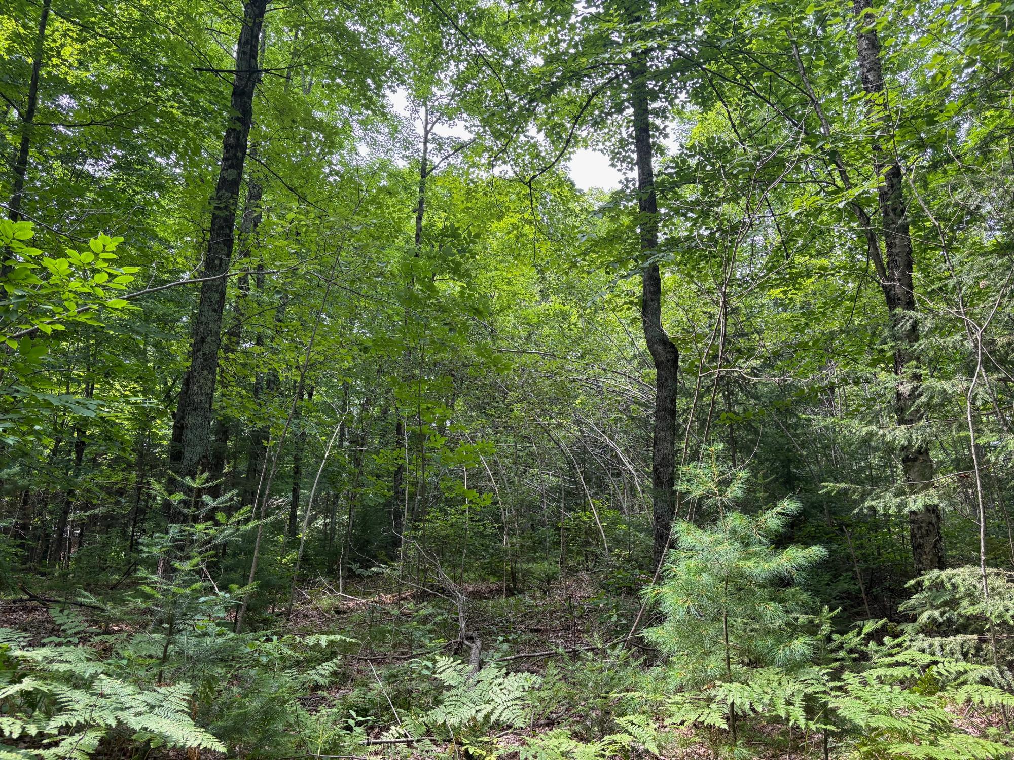 30-acres East Oneida Lane Rhinelander, WI 54501 - Photo 21 of 21 Gallery Image 21