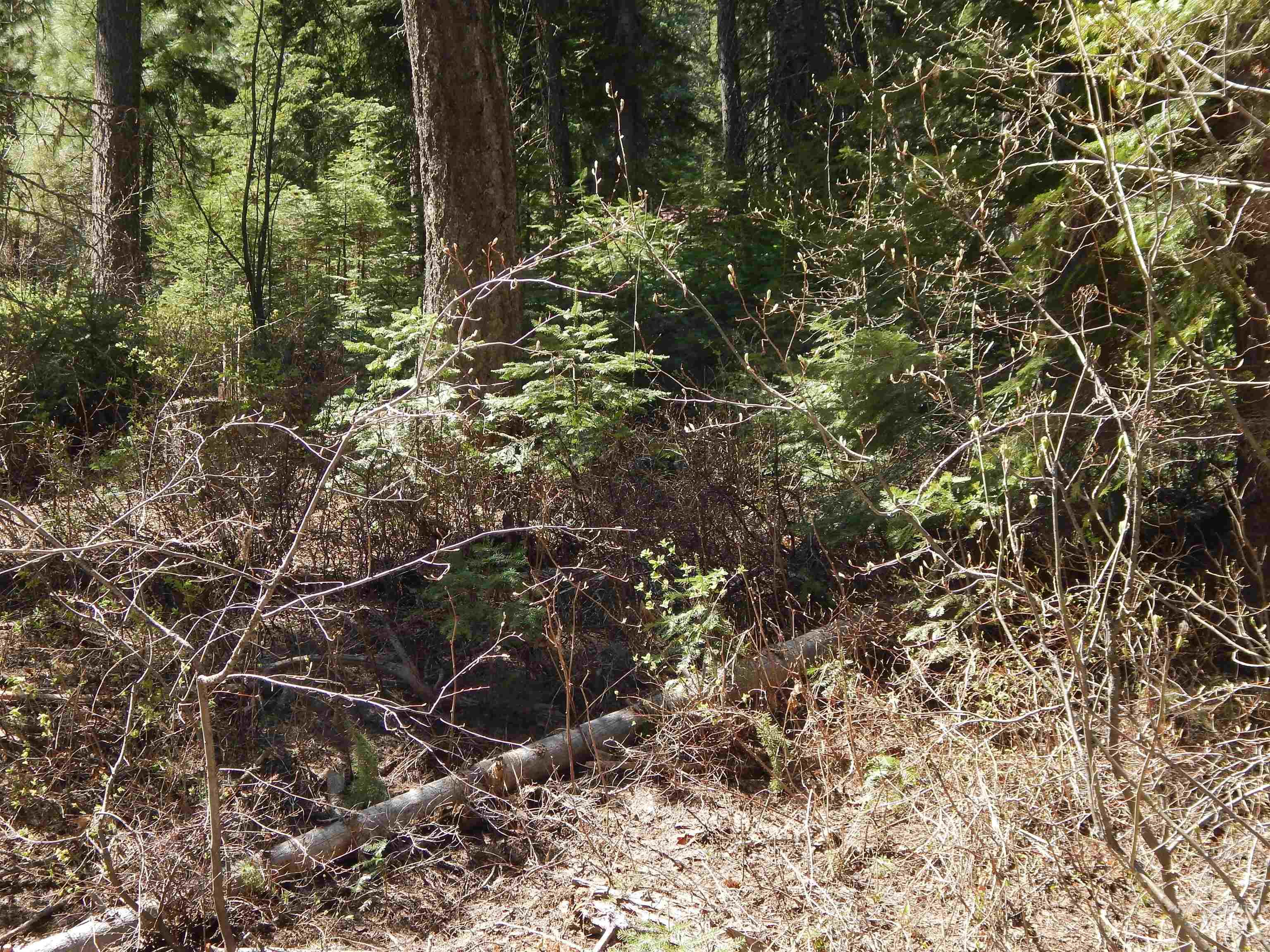 1601 Bear Trail Loop Cascade, ID 83611 - Photo 8 of 26