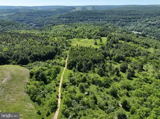 a view of a lush green forest with trees and grass