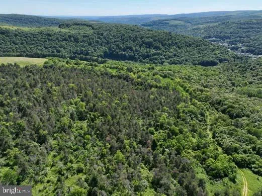 a view of a lush green forest with lush green forest