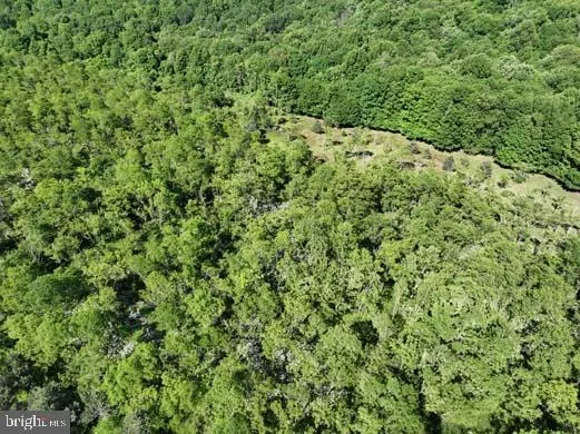 a view of a big yard with plants and large trees