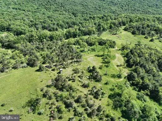 a view of a lush green forest with a trees
