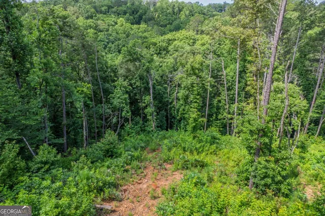 a view of a lush green forest