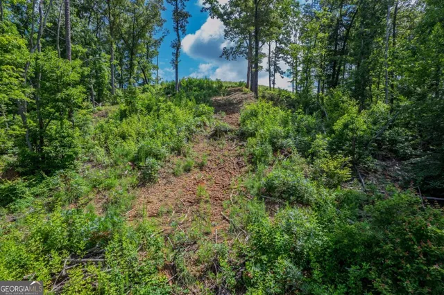 a view of a garden with large trees