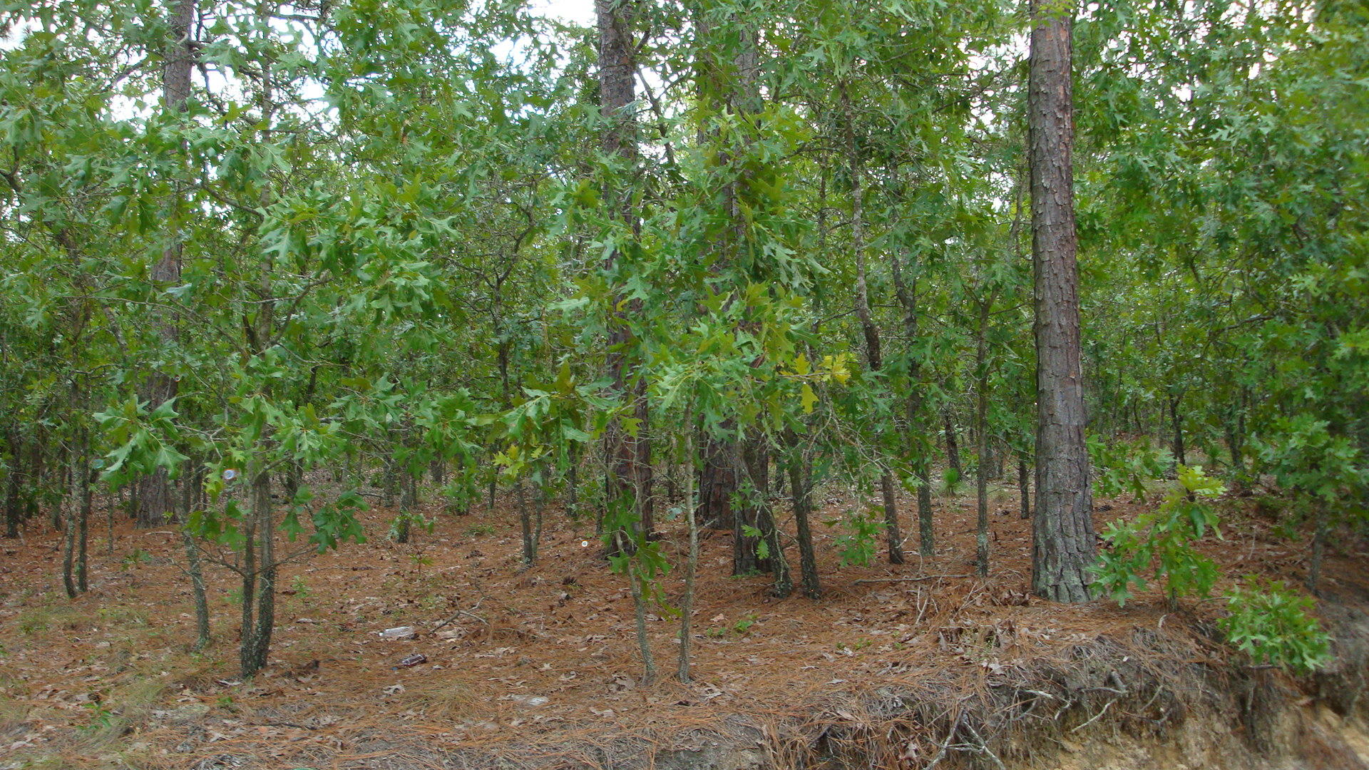 142 Wildwood Road Rockingham, NC 28379 - Photo 2 of 3 DSC09106