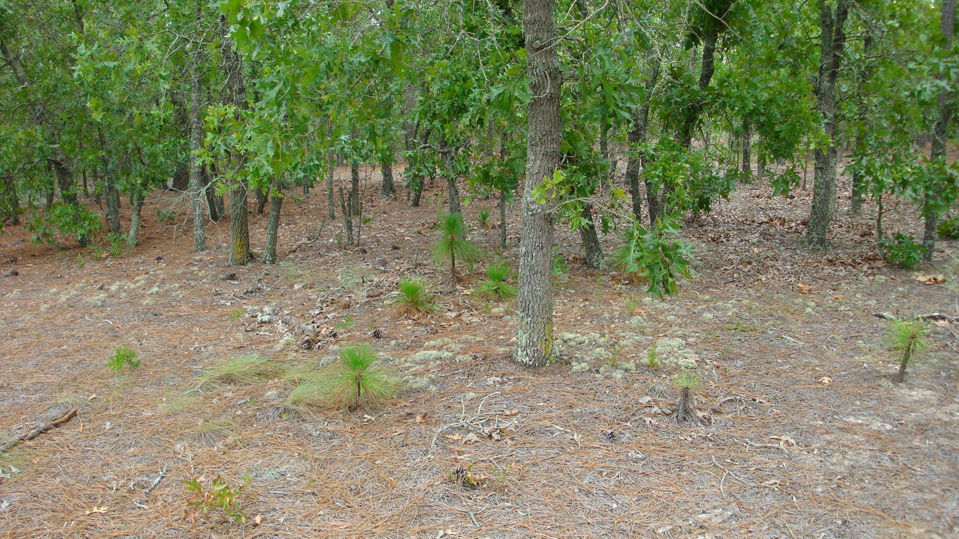 142 Wildwood Road Rockingham, NC 28379 - Photo 3 of 3 DSC09108