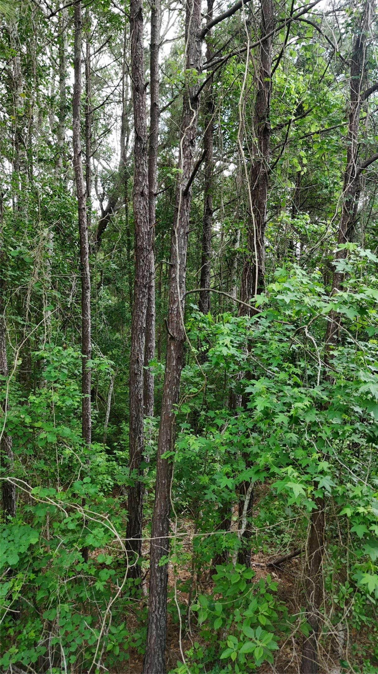 7644 Fm 562 Anahuac, TX 77514 - Photo 7 of 9 This photo shows a dense forest area with tall trees and lush green foliage, offering a serene and natural setting ideal for nature lovers seeking privacy.